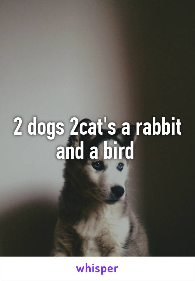 2 dogs 2cat's a rabbit and a bird 