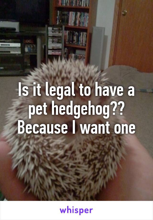 Is it legal to have a pet hedgehog??
Because I want one