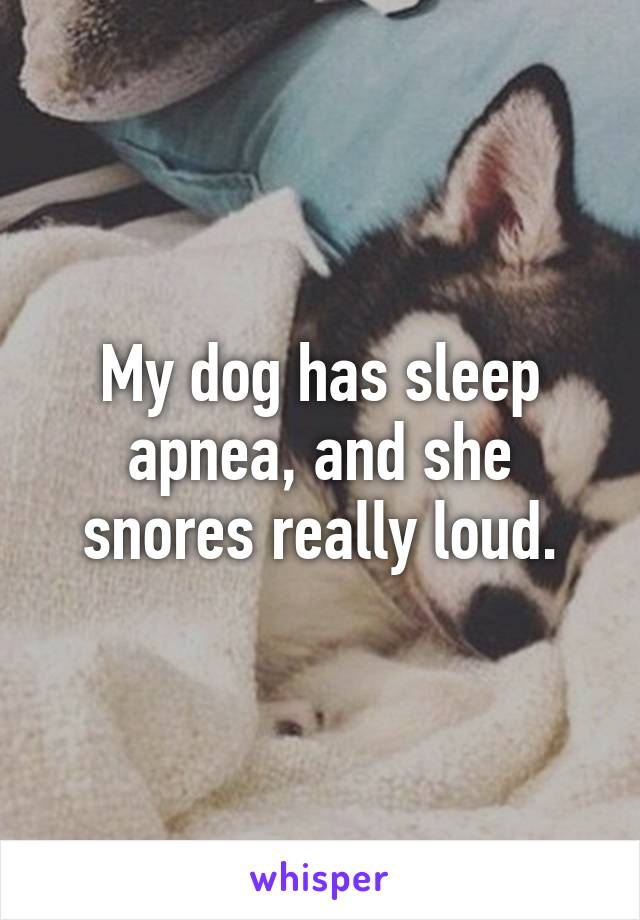 My dog has sleep apnea, and she snores really loud.