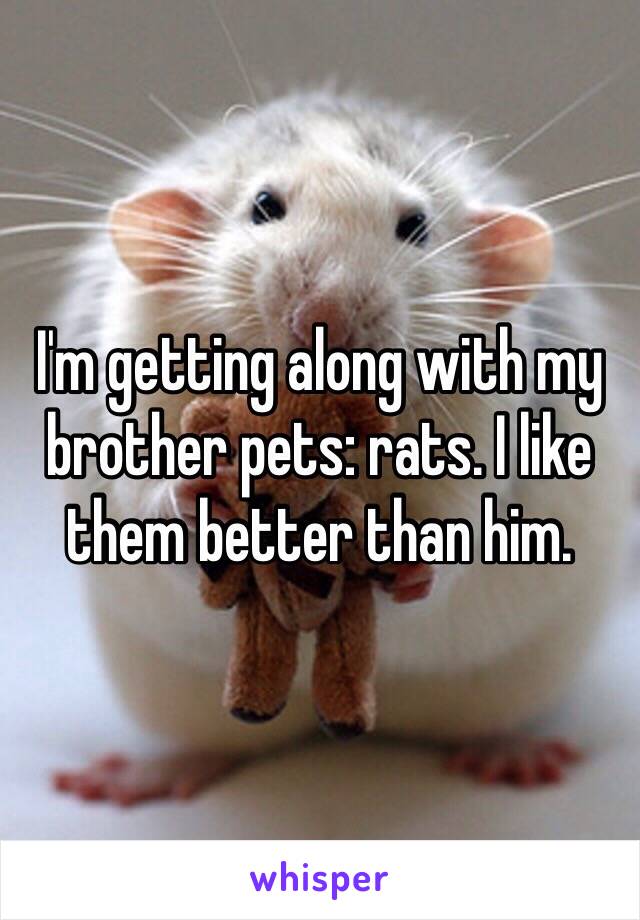 I'm getting along with my brother pets: rats. I like them better than him. 