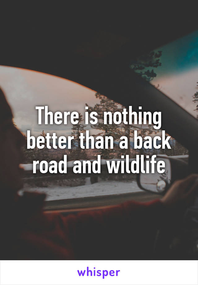 There is nothing better than a back road and wildlife