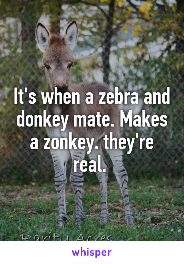 It's when a zebra and donkey mate. Makes a zonkey. they're real. 