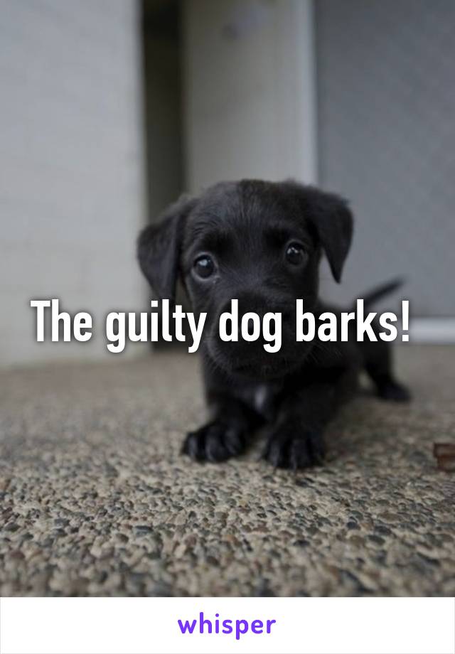 The guilty dog barks! 