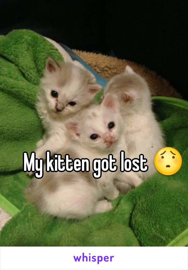 My kitten got lost 😯