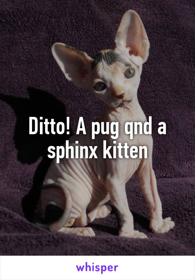 Ditto! A pug qnd a sphinx kitten