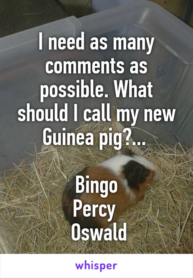 I need as many comments as possible. What should I call my new Guinea pig?... 

Bingo
Percy 
  Oswald 