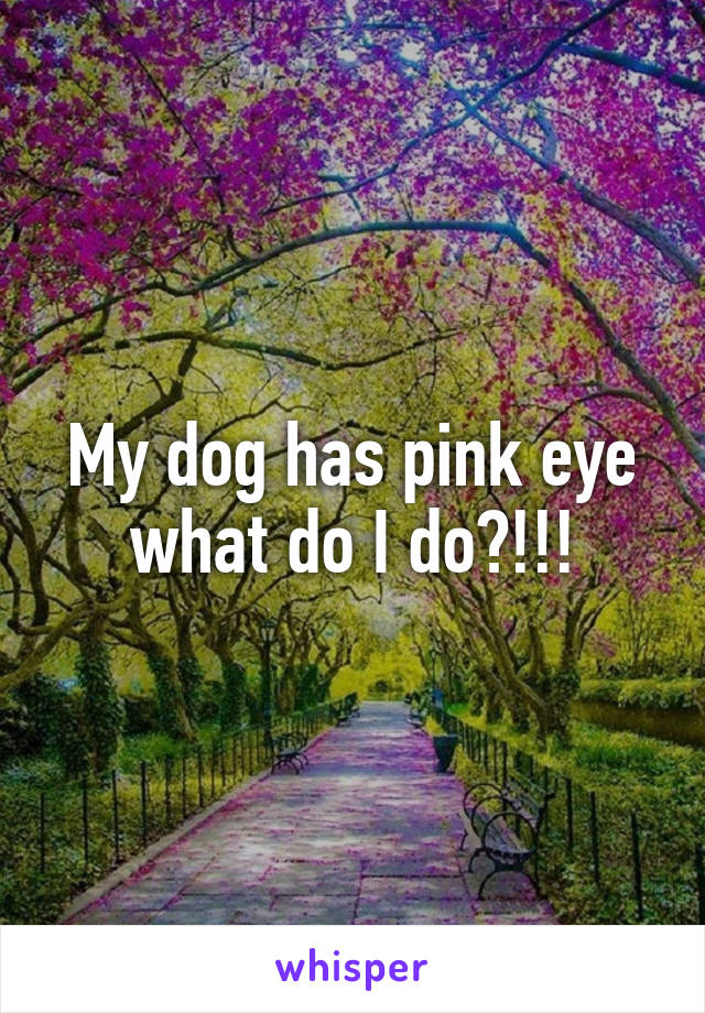 My dog has pink eye what do I do?!!!