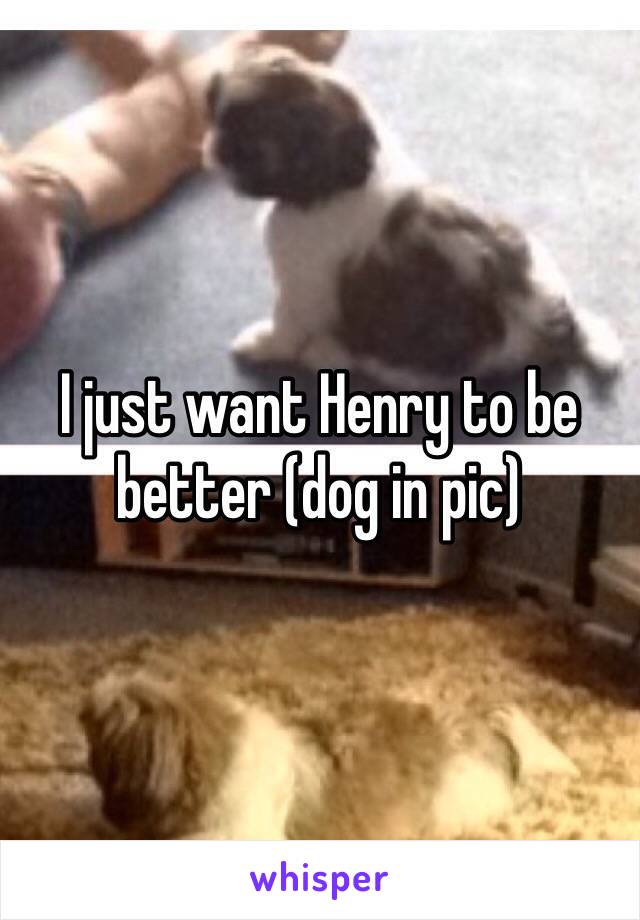 I just want Henry to be better (dog in pic) 