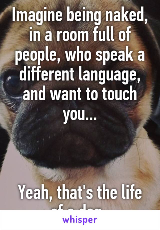 Imagine being naked, in a room full of people, who speak a different language, and want to touch you...



Yeah, that's the life of a dog. 