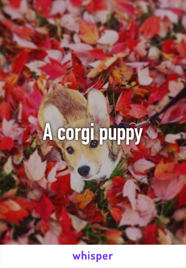 A corgi puppy