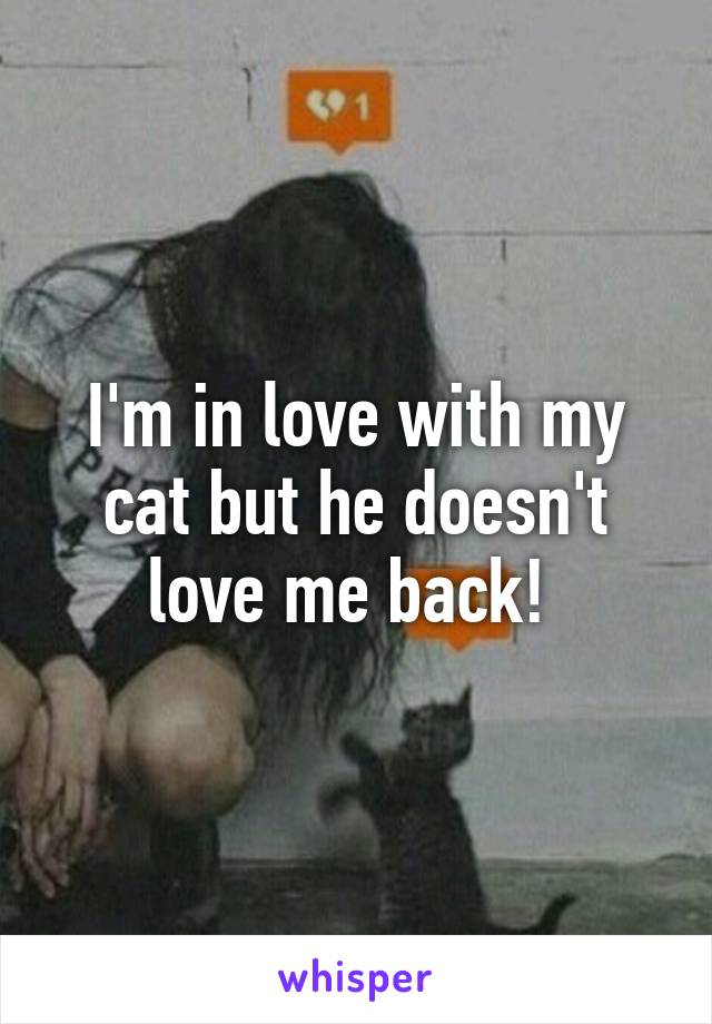 I'm in love with my cat but he doesn't love me back! 