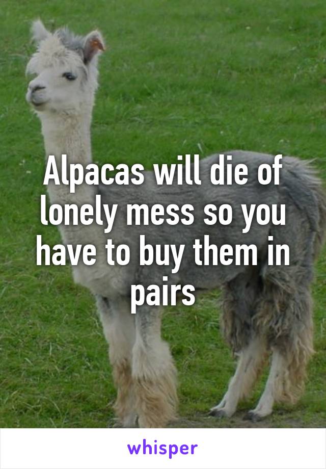 Alpacas will die of lonely mess so you have to buy them in pairs