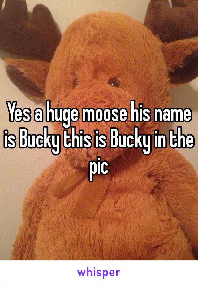 Yes a huge moose his name is Bucky this is Bucky in the pic