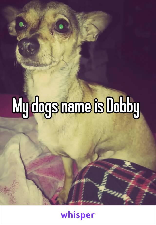 My dogs name is Dobby 