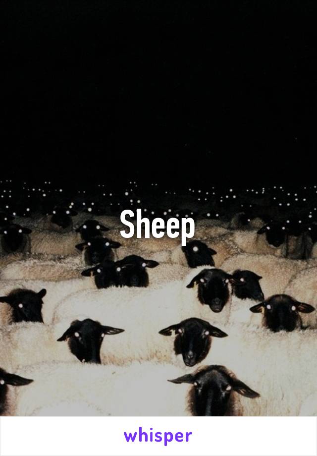 Sheep