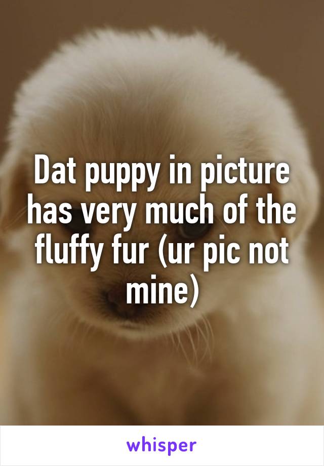 Dat puppy in picture has very much of the fluffy fur (ur pic not mine)