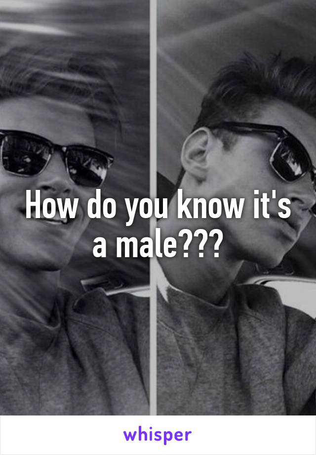 How do you know it's a male???