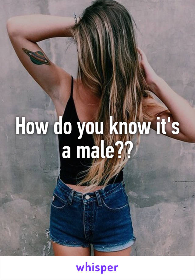 How do you know it's a male??