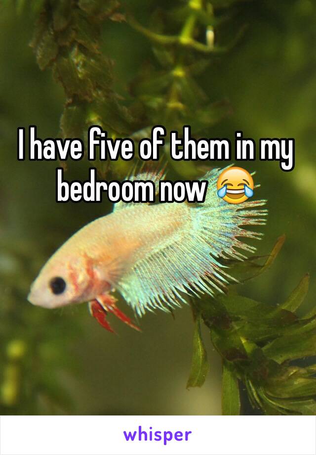 I have five of them in my bedroom now 😂