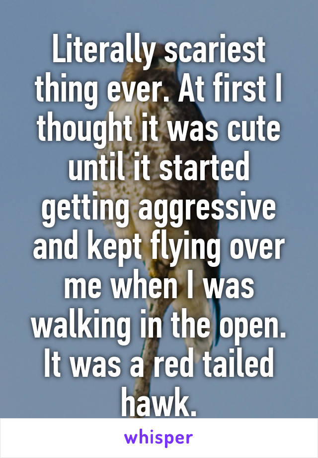 Literally scariest thing ever. At first I thought it was cute until it started getting aggressive and kept flying over me when I was walking in the open. It was a red tailed hawk.