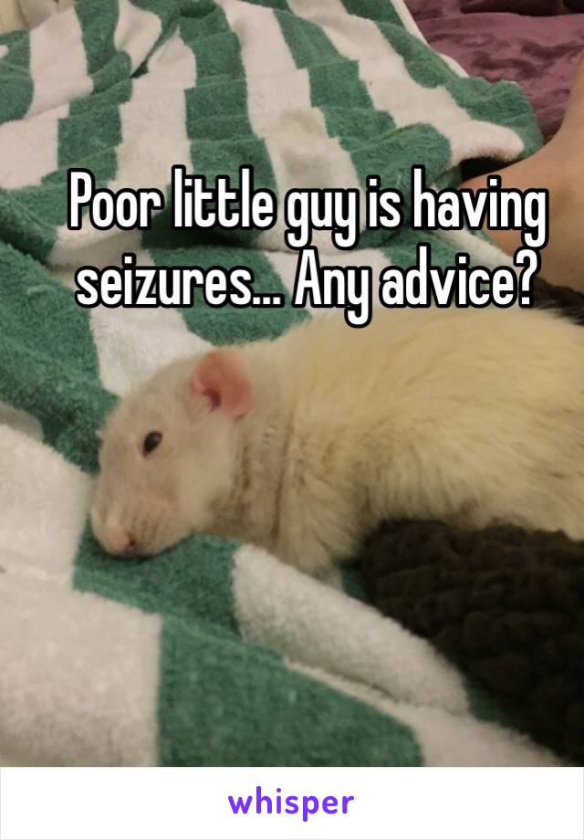 Poor little guy is having seizures... Any advice?