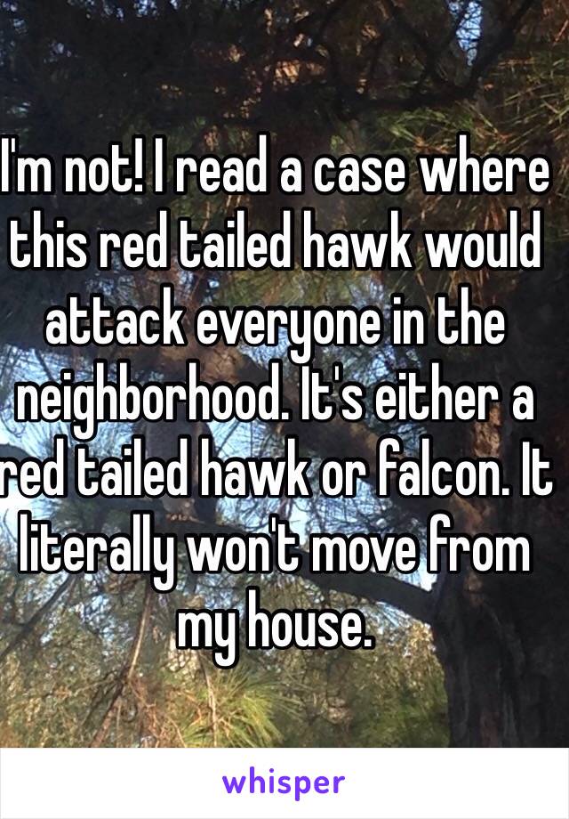 I'm not! I read a case where this red tailed hawk would attack everyone in the neighborhood. It's either a red tailed hawk or falcon. It literally won't move from my house.