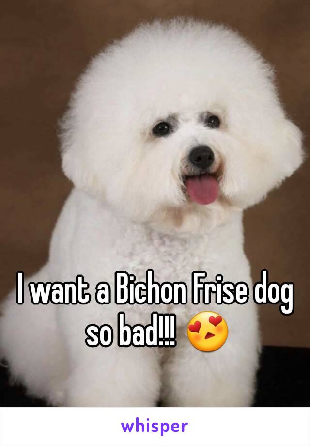 I want a Bichon Frise dog so bad!!! 😍