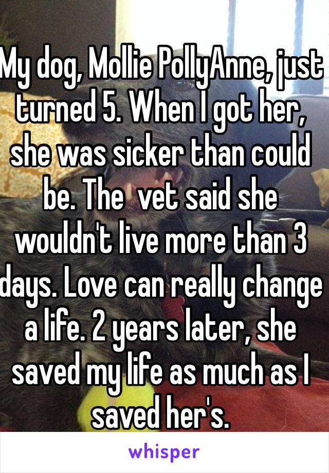 My dog, Mollie PollyAnne, just turned 5. When I got her, she was sicker than could be. The  vet said she wouldn't live more than 3 days. Love can really change a life. 2 years later, she saved my life as much as I saved her's. 