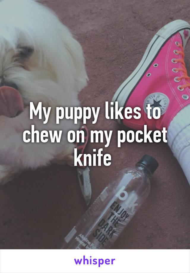 My puppy likes to chew on my pocket knife 