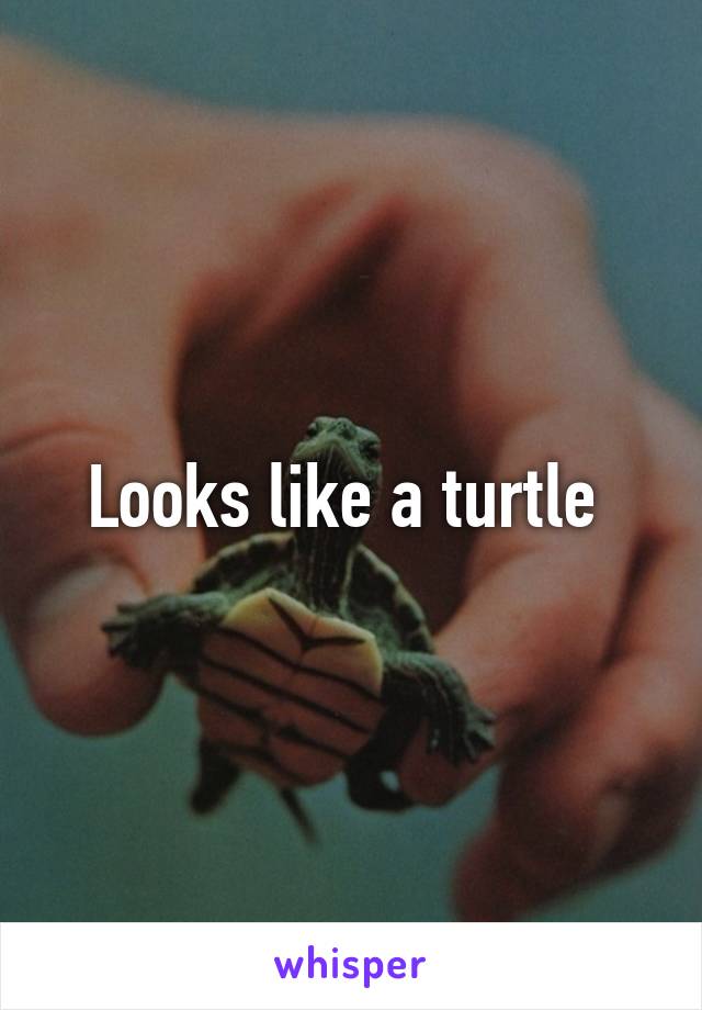 Looks like a turtle 