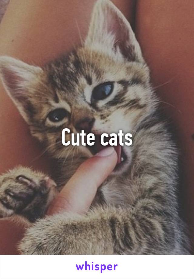 Cute cats