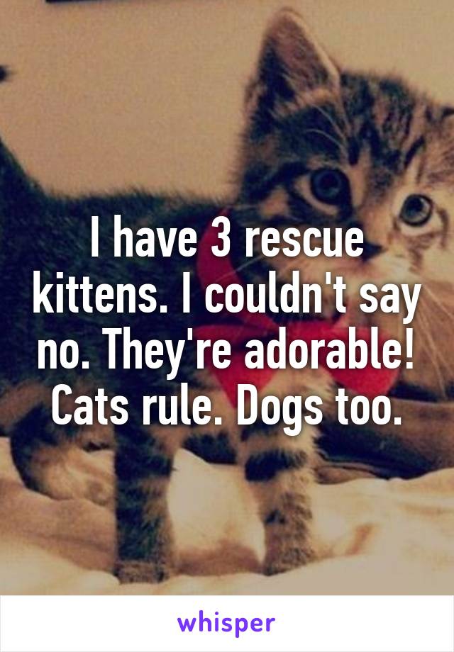 I have 3 rescue kittens. I couldn't say no. They're adorable! Cats rule. Dogs too.