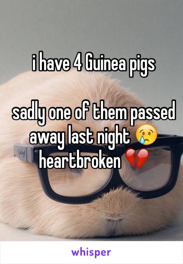 i have 4 Guinea pigs 

sadly one of them passed away last night 😢 heartbroken 💔