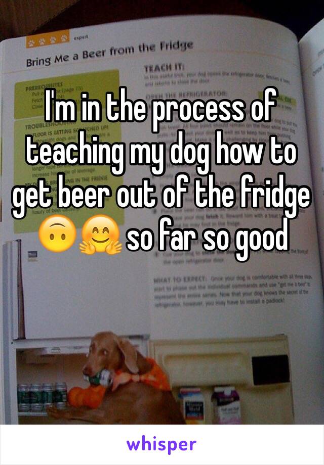 I'm in the process of teaching my dog how to get beer out of the fridge 🙃🤗 so far so good 