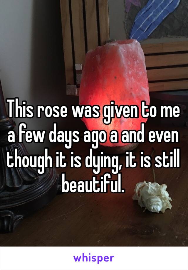 This rose was given to me a few days ago a and even though it is dying, it is still beautiful. 