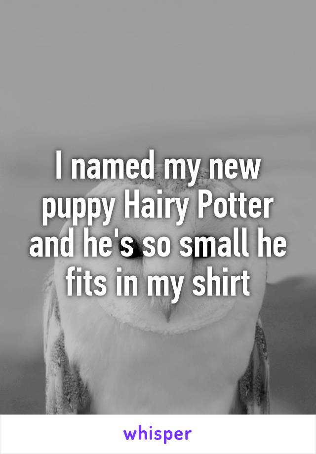 I named my new puppy Hairy Potter and he's so small he fits in my shirt