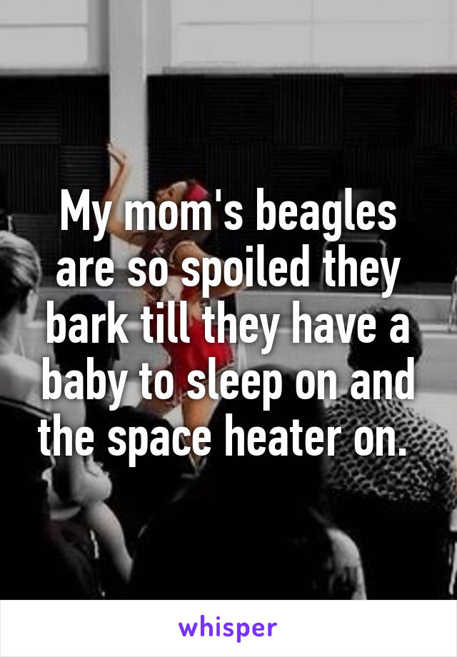 My mom's beagles are so spoiled they bark till they have a baby to sleep on and the space heater on. 
