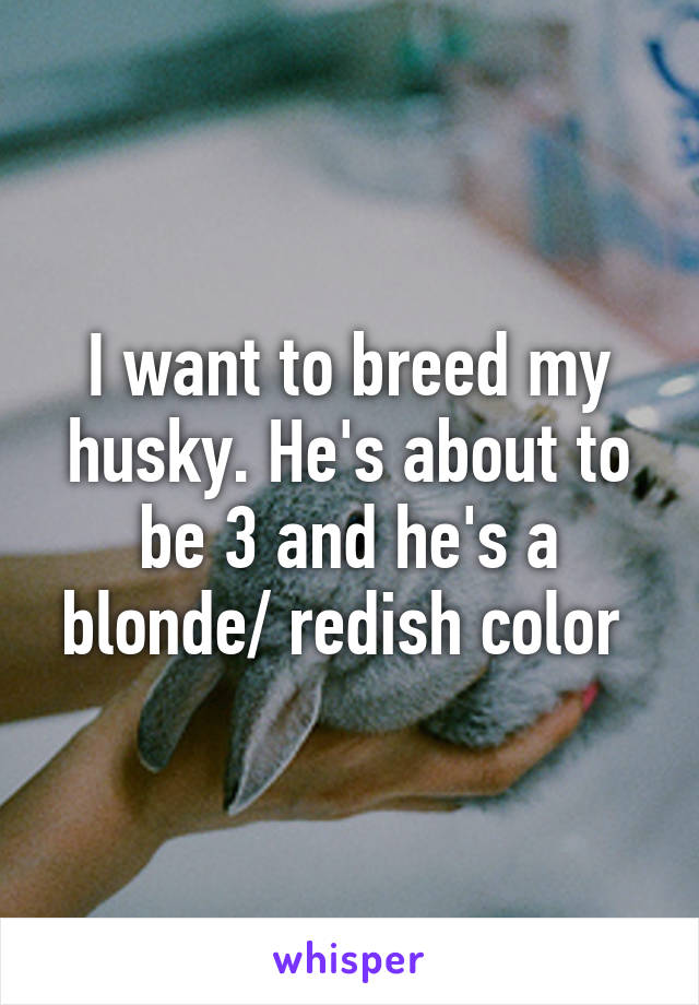 I want to breed my husky. He's about to be 3 and he's a blonde/ redish color 