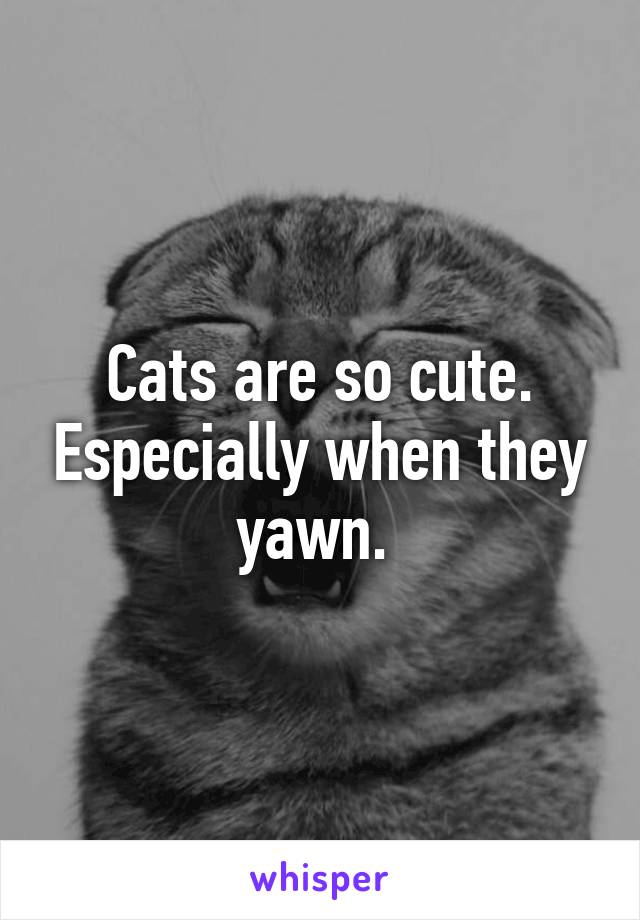 Cats are so cute. Especially when they yawn. 