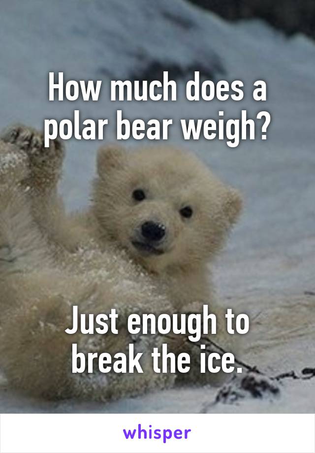 How much does a polar bear weigh?




Just enough to break the ice.