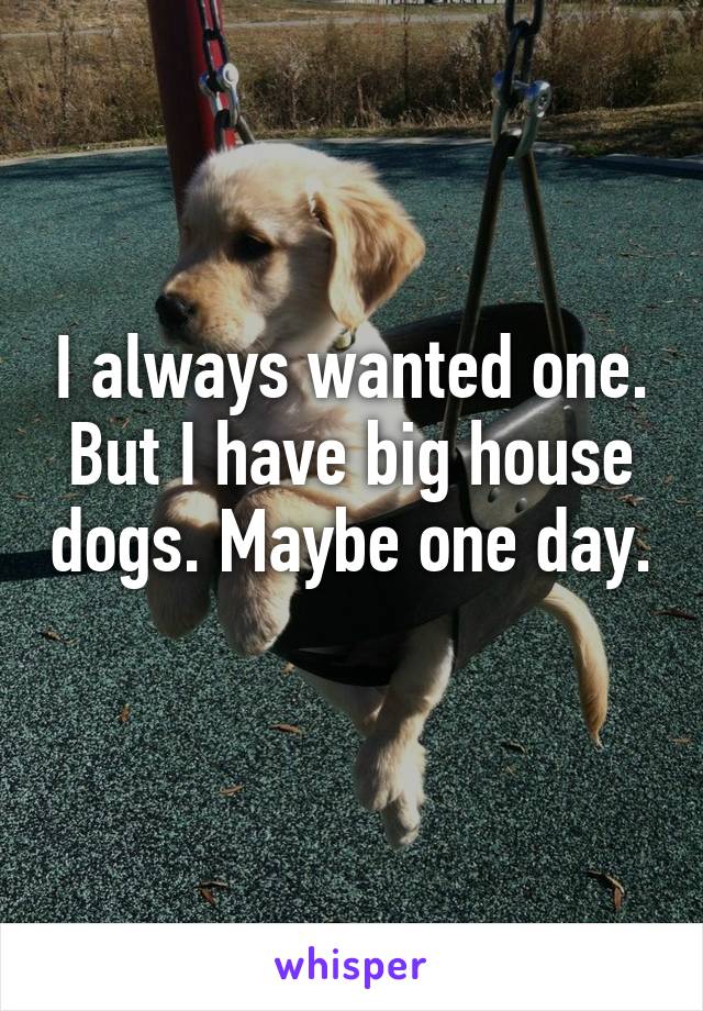 I always wanted one. But I have big house dogs. Maybe one day. 