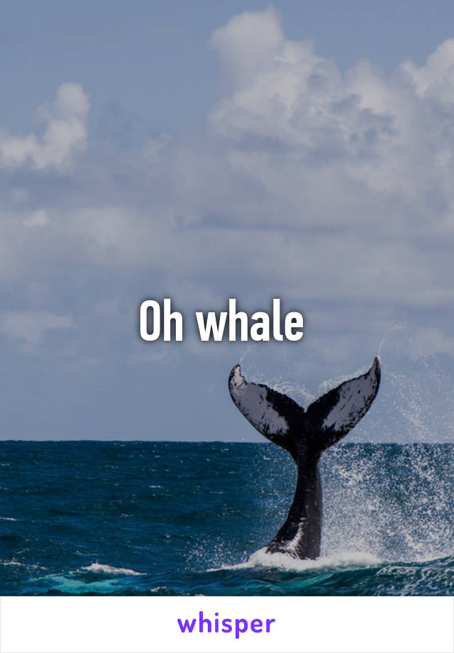 Oh whale 