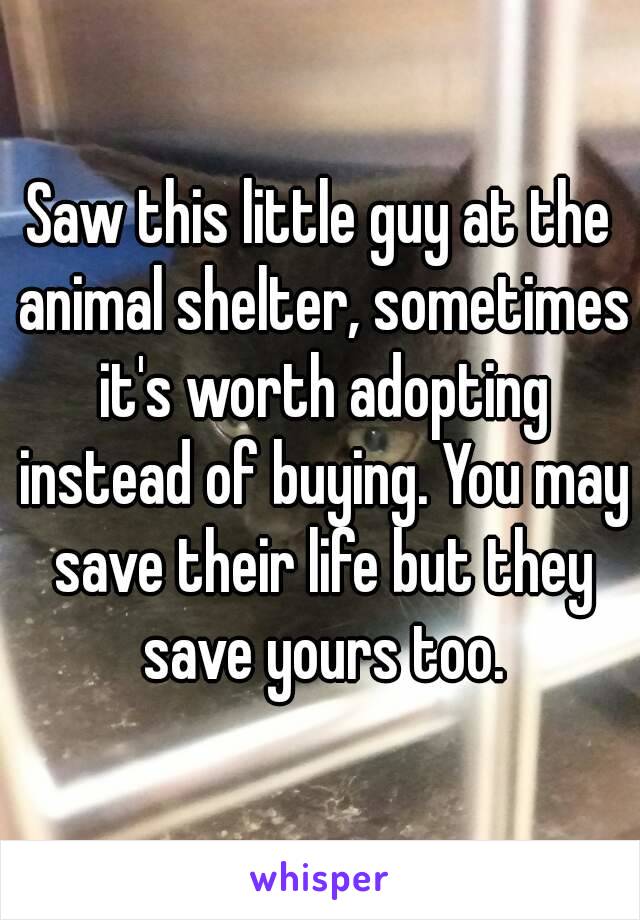 Saw this little guy at the animal shelter, sometimes it's worth adopting instead of buying. You may save their life but they save yours too.