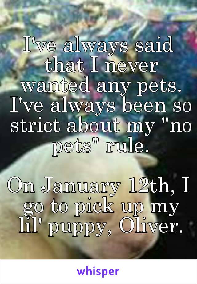 I've always said that I never wanted any pets. I've always been so strict about my "no pets" rule.

On January 12th, I go to pick up my lil' puppy, Oliver.