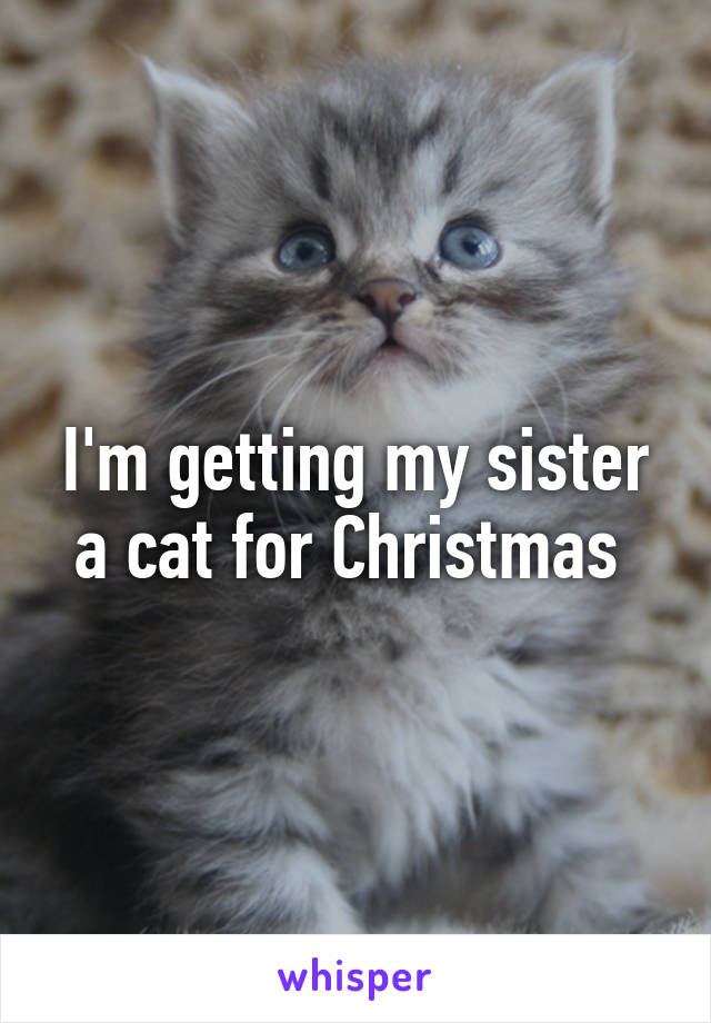 I'm getting my sister a cat for Christmas 