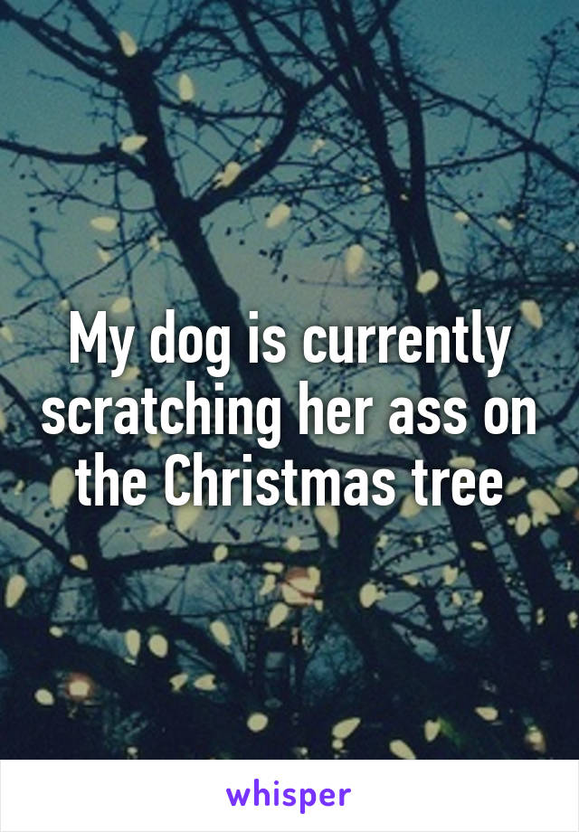 My dog is currently scratching her ass on the Christmas tree