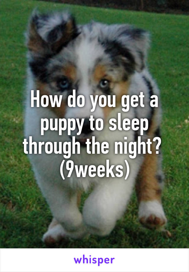 How do you get a puppy to sleep through the night? 
(9weeks)