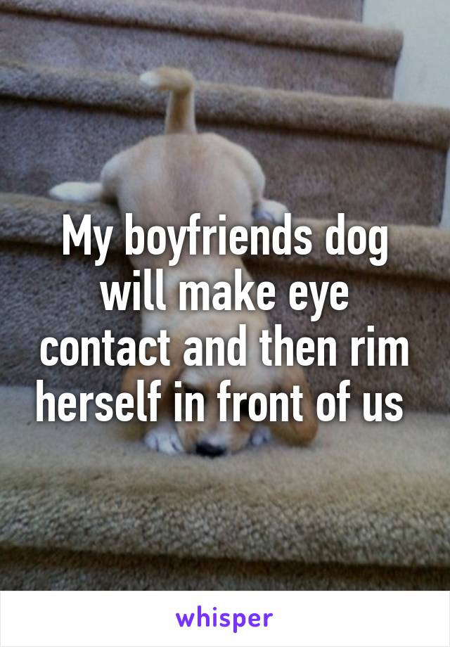 My boyfriends dog will make eye contact and then rim herself in front of us 