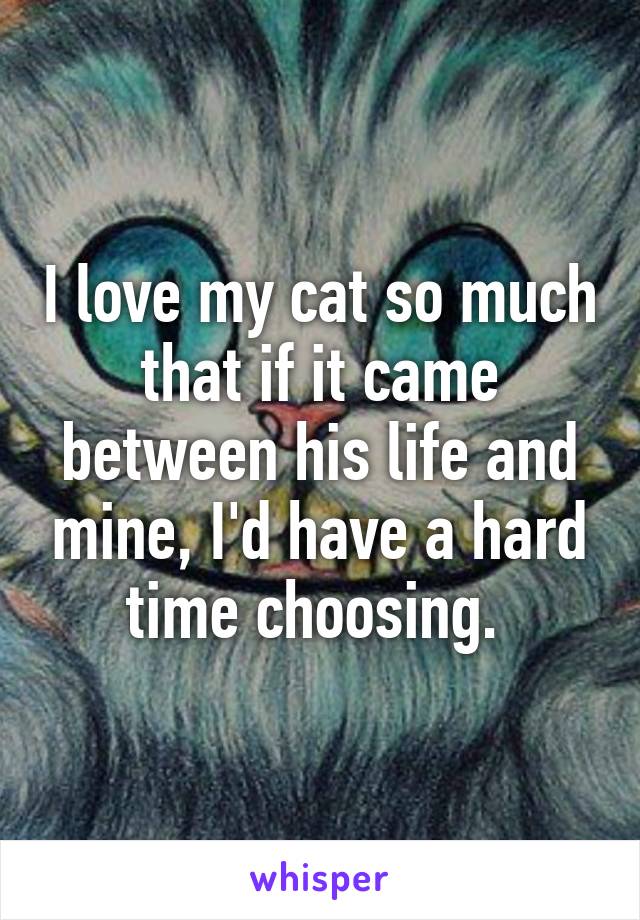 I love my cat so much that if it came between his life and mine, I'd have a hard time choosing. 