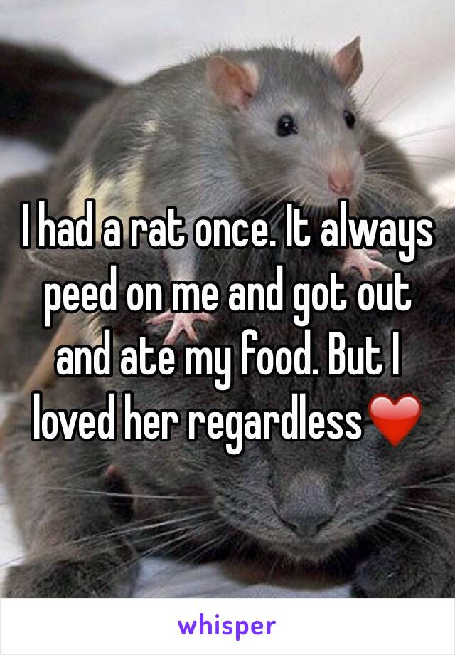 I had a rat once. It always peed on me and got out and ate my food. But I loved her regardless❤️